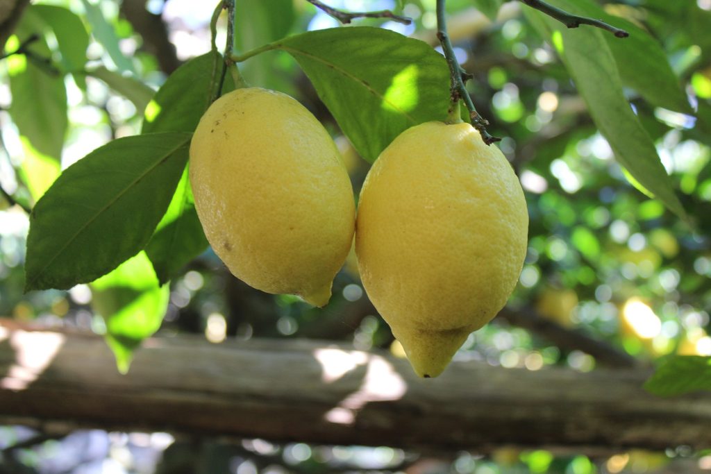 Be sure to try the sweet lemons in your Amalfi coast road trip